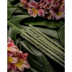 Sahumerio Incienso Botánico de Te Verde - Flor de Champa - Sagrada Madre