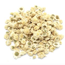 Manzanilla romana (flor) Roman chamomile...