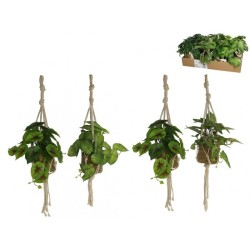 PLANTAS DE ALGAS PENDURADAS POTE 55CM (PREÇO...