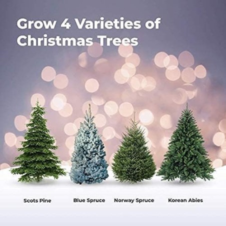 KIT INICIO CULTIVA TU ARBOL DE NAVIDAD - GROW BUDDHA