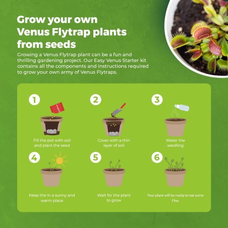 KIT JARDINERIA - VENUS FLYTRAP - PLANTA CARNIVORA - GROW BUDDHA
