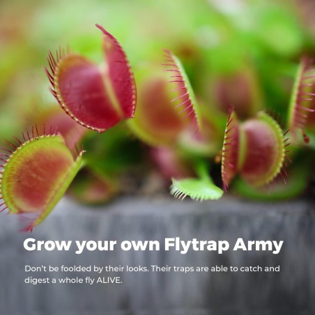 KIT JARDINERIA - VENUS FLYTRAP - PLANTA CARNIVORA - GROW BUDDHA
