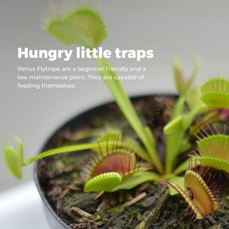 KIT JARDINERIA - VENUS FLYTRAP - PLANTA CARNIVORA - GROW BUDDHA