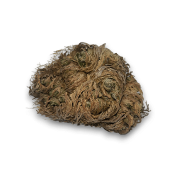 Trandafirul Ierihonului Planta norocului și...
