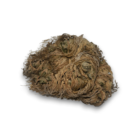Rosa di Gerico Pianta della fortuna e della prosperità