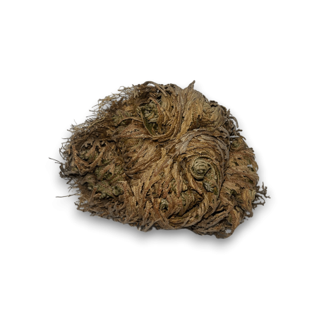 Rose de Jéricho, plante de la fortune et de la prospérité