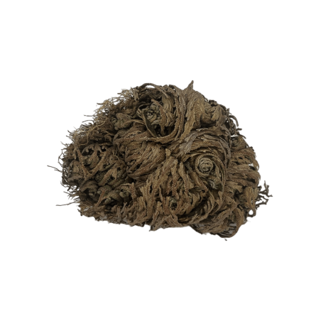 Rose de Jéricho, plante de la fortune et de la prospérité