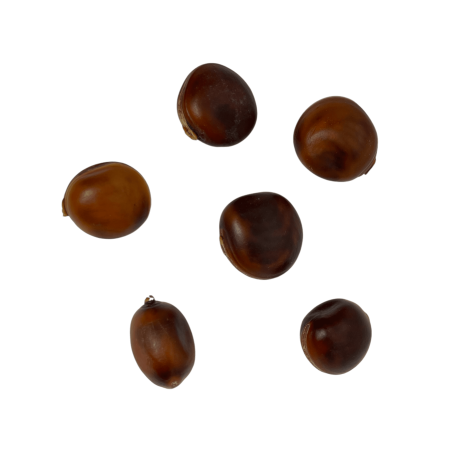 Brazilian Bull's Eye Seed Amulet against Envy, Negativity and the Evil Eye HOSTENATURA Olho de Boi - 1 unit
