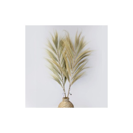 Palmera Rubia de Rayung - 1.6m