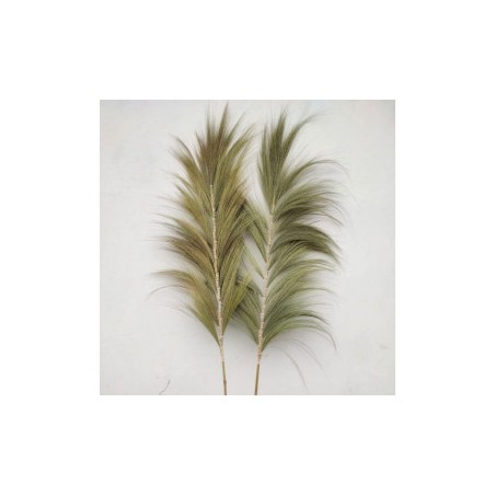 Palmera Natural de Rayung - 2m