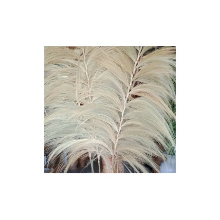 Palma Rayung Blonde - 2m