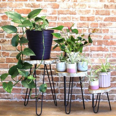 Gamell Set de 3 Jardiniere din Lemn - Alb