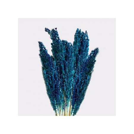 Mazzo di erbe Cantal x 6 - Blu