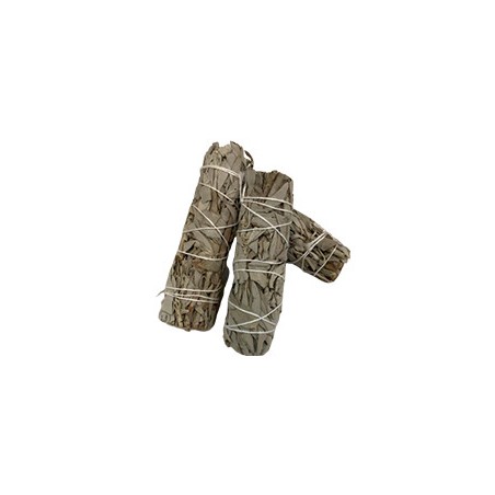 Kräuterstab - Weißer Salbei 10cm