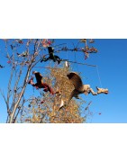 FLIEGENDE DRACHEN