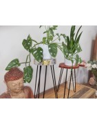 STEUN VOOR HOUTEN PLANTEN